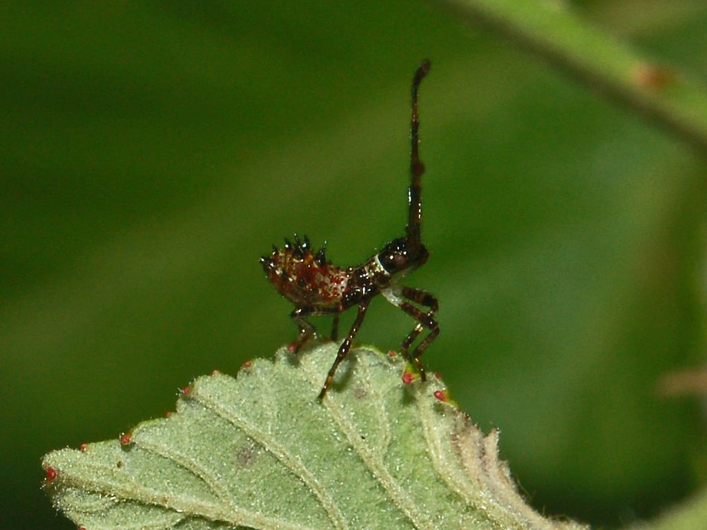 Un piccoletto in attesa di un nome: neanide di Coreidae